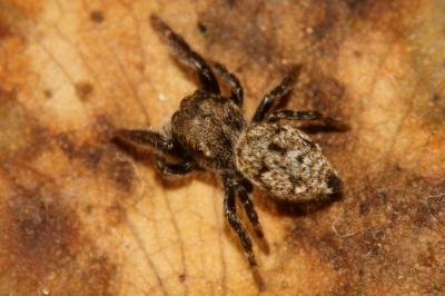  Bianor albobimaculatus (Lucas, 1846)