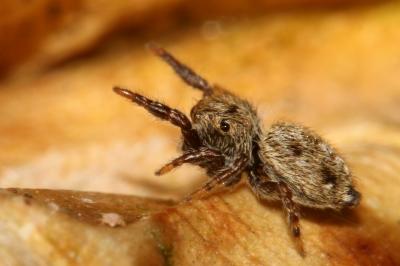  Bianor albobimaculatus (Lucas, 1846)