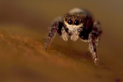  Bianor albobimaculatus (Lucas, 1846)