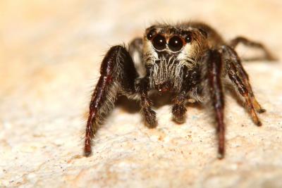  Bianor albobimaculatus (Lucas, 1846)