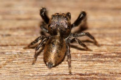  Bianor albobimaculatus (Lucas, 1846)