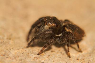  Bianor albobimaculatus (Lucas, 1846)