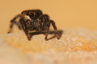  Bianor albobimaculatus (Lucas, 1846)