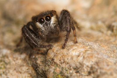  Bianor albobimaculatus (Lucas, 1846)