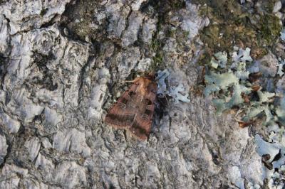 Noctuelle rhomboïde (La) Xestia stigmatica (Hübner, 1813)