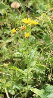Crépide des Pyrénées, Crépis des Pyrénées Crepis pyrenaica (L.) Greuter, 1970