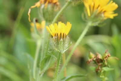 Crépide des Pyrénées, Crépis des Pyrénées Crepis pyrenaica (L.) Greuter, 1970