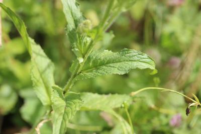 Crépide des Pyrénées, Crépis des Pyrénées Crepis pyrenaica (L.) Greuter, 1970