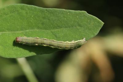 Arlequinette jaune (L') Acontia trabealis (Scopoli, 1763)