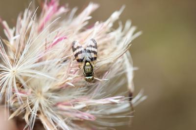  Urophora jaceana (Hering, 1935)