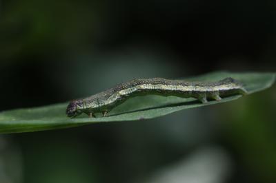 Arlequinette jaune (L') Acontia trabealis (Scopoli, 1763)