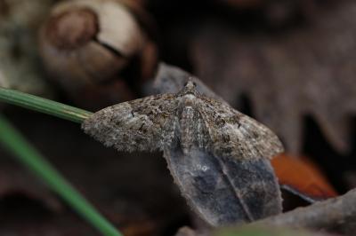 Eupithécie sagittée (L') Eupithecia dodoneata Guenée, 1858