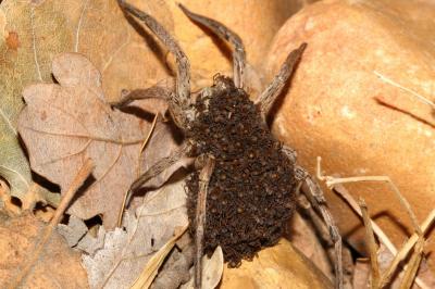 Lycose tarentuline Hogna radiata (Latreille, 1817)