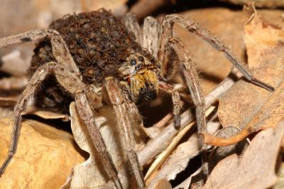 Lycose tarentuline Hogna radiata (Latreille, 1817)