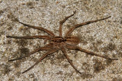 Lycose tarentuline Hogna radiata (Latreille, 1817)