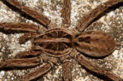 Lycose tarentuline Hogna radiata (Latreille, 1817)