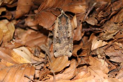Hibou (Le) Noctua pronuba (Linnaeus, 1758)