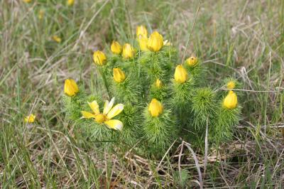 Grand Oeil-de-boeuf, Adonis de printemps, Adonis p Adonis vernalis L., 1753