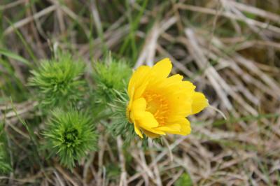 Grand Oeil-de-boeuf, Adonis de printemps, Adonis p Adonis vernalis L., 1753