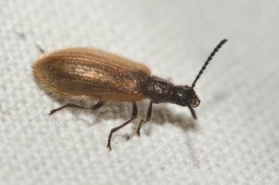 Lagrie hérissée Lagria hirta (Linnaeus, 1758)