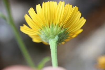 Buphtalme oeil-de-boeuf, Oeil-de-boeuf Buphthalmum salicifolium L., 1753