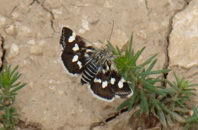  Eurrhypis pollinalis (Denis & Schiffermüller, 1775)