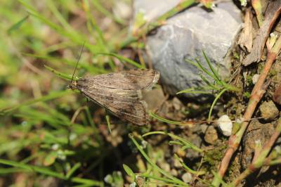  Nomophila noctuella (Denis & Schiffermüller, 1775)