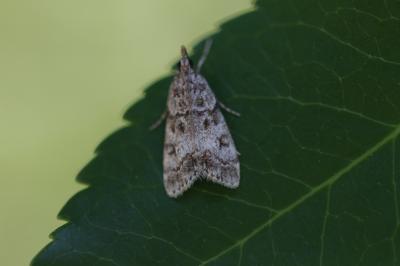  Eudonia lacustrata (Panzer, 1804)