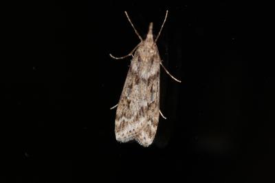  Eudonia angustea (Curtis, 1827)