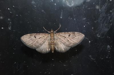  Eupithecia Curtis, 1825