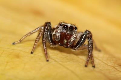  Icius hamatus (C.L. Koch, 1846)