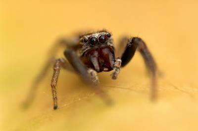  Icius hamatus (C.L. Koch, 1846)