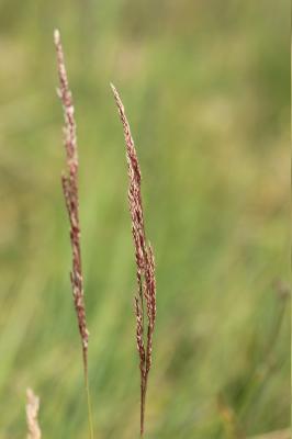 Canche cespiteuse, Canche des champs Deschampsia cespitosa (L.) P.Beauv., 1812