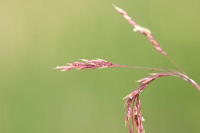 Canche cespiteuse, Canche des champs Deschampsia cespitosa (L.) P.Beauv., 1812