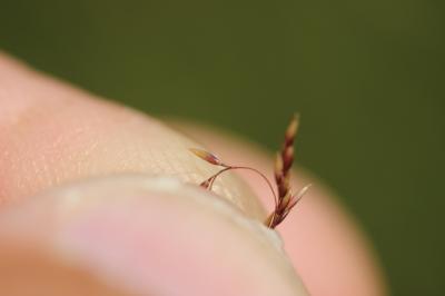 Canche cespiteuse, Canche des champs Deschampsia cespitosa (L.) P.Beauv., 1812