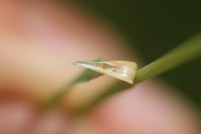 Canche cespiteuse, Canche des champs Deschampsia cespitosa (L.) P.Beauv., 1812