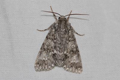 Noctuelle mégacéphale (La) Acronicta megacephala (Denis & Schiffermüller, 1775)