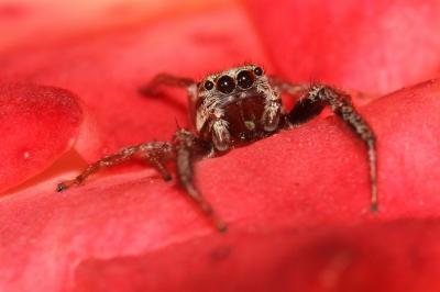  Icius hamatus (C.L. Koch, 1846)
