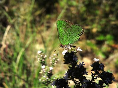 Thécla de l'Arbousier (La) Callophrys avis Chapman, 1909
