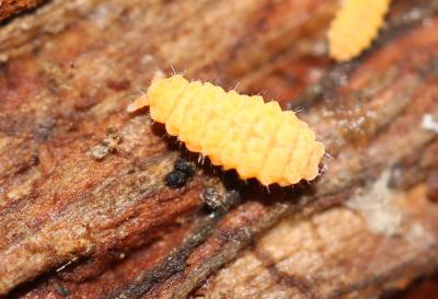  Monobella grassei (Denis, 1923)
