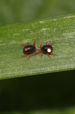  Penthaleus 