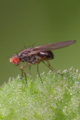  Scaptomyza Hardy, 1850