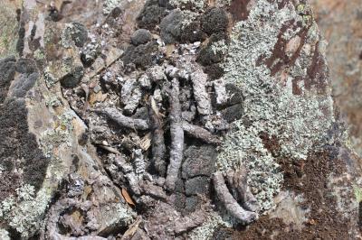 Genette Genetta genetta (Linnaeus, 1758)