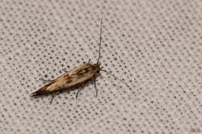  Scythris limbella (Fabricius, 1775)