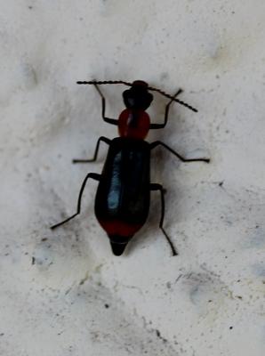  Attalus minimus (Rossi, 1790)