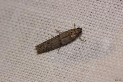  Cadra furcatella (Herrich-Schäffer, 1849)