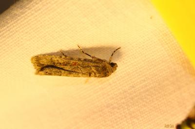 Noctuelle exiguë (La) Spodoptera exigua (Hübner, 1808)