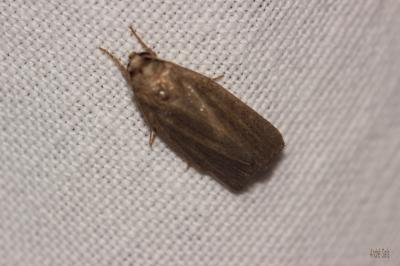 Hydrille domestique (L') Proxenus hospes (Freyer, 1831)