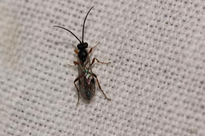  Braconidae Nees, 1811