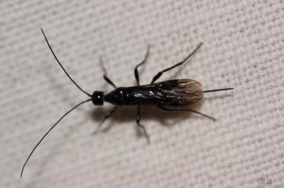  Braconidae Nees, 1811